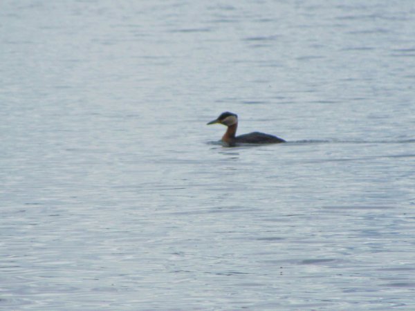 Photo (12): Red-necked Grebe
