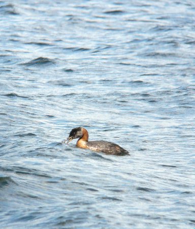 Photo (17): Red-necked Grebe