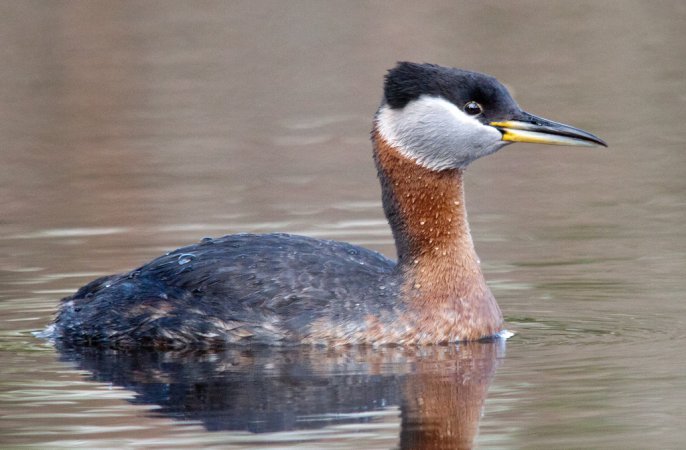 Photo (1): Red-necked Grebe