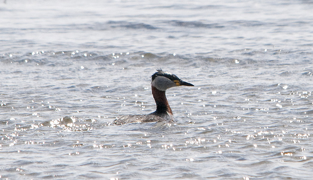 Photo (14): Red-necked Grebe