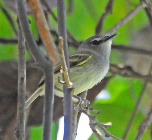 Photo (3): Slate-headed Tody-Flycatcher