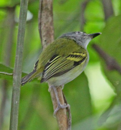 Photo (2): Slate-headed Tody-Flycatcher