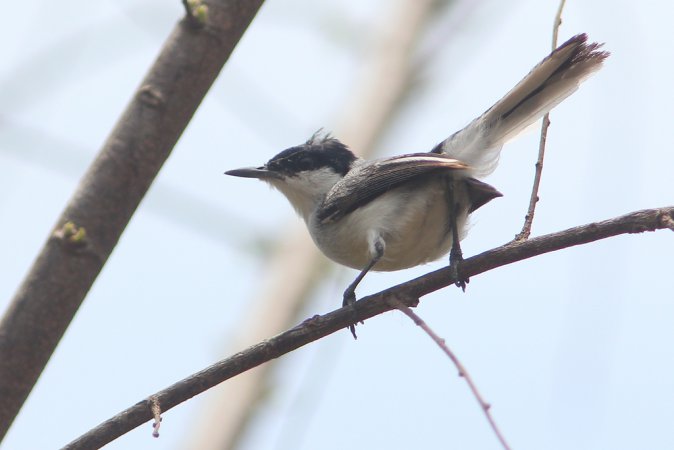 Photo (3): White-lored Gnatcatcher