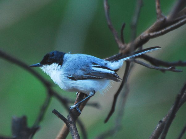 Photo (6): White-lored Gnatcatcher