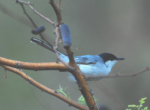 Photo (5): White-lored Gnatcatcher
