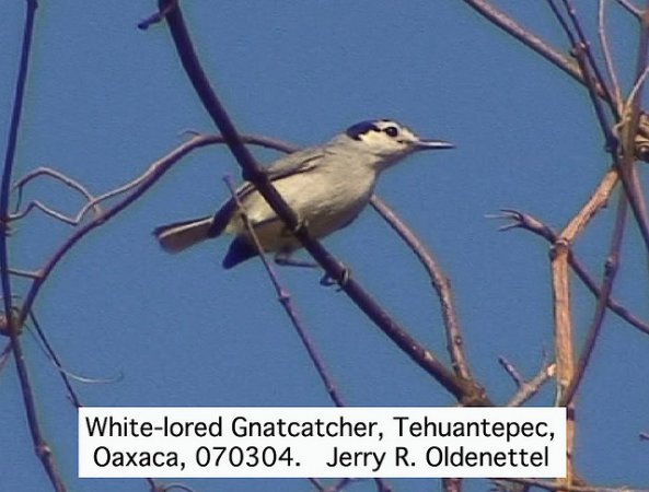 Photo (4): White-lored Gnatcatcher