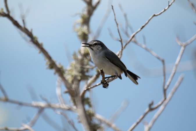 Photo (7): White-lored Gnatcatcher