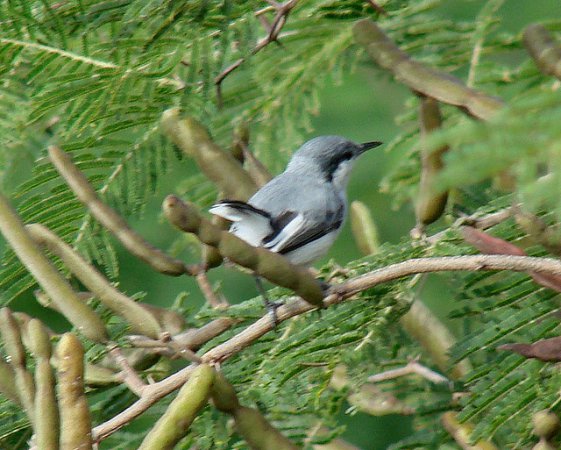 Photo (1): Tropical Gnatcatcher