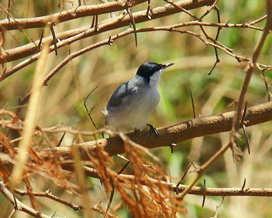 Photo (7): Tropical Gnatcatcher