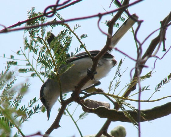 Photo (3): Tropical Gnatcatcher