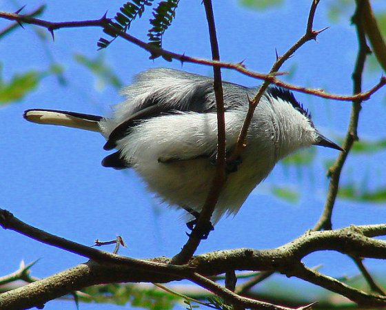 Photo (10): Tropical Gnatcatcher