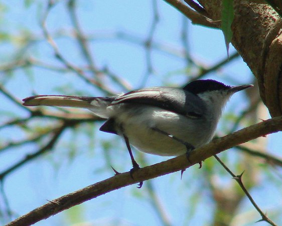 Photo (11): Tropical Gnatcatcher