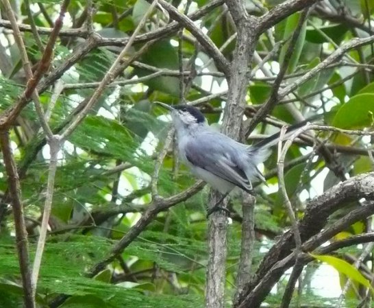 Photo (5): Tropical Gnatcatcher