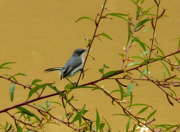 Photo (4): Tropical Gnatcatcher