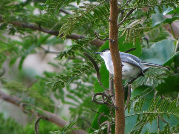 Photo (8): Tropical Gnatcatcher