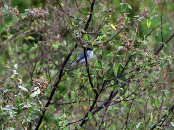 Photo (2): Tropical Gnatcatcher