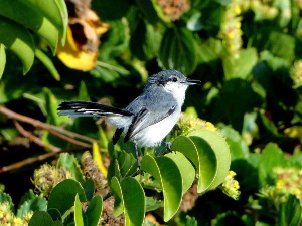 Photo (9): Tropical Gnatcatcher