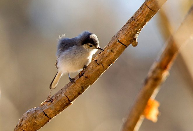 Photo (6): Tropical Gnatcatcher
