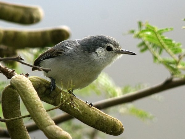 Photo (12): Tropical Gnatcatcher