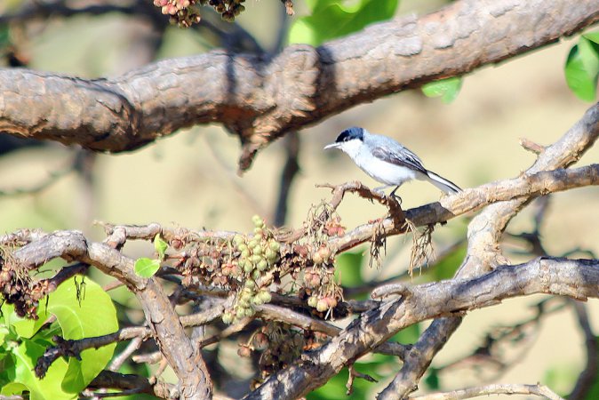 Photo (13): Tropical Gnatcatcher