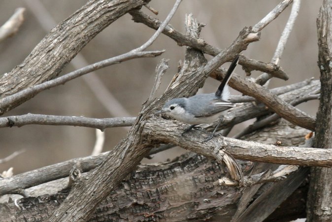 Photo (14): Tropical Gnatcatcher