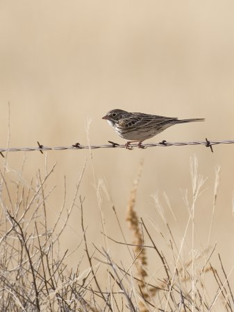 Photo (15): Vesper Sparrow