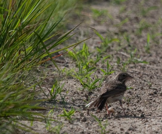 Photo (23): Vesper Sparrow