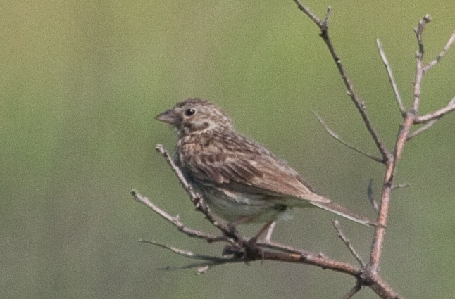 Photo (19): Vesper Sparrow