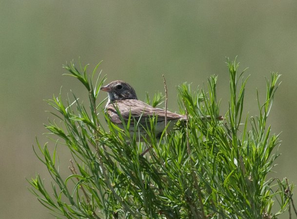 Photo (21): Vesper Sparrow