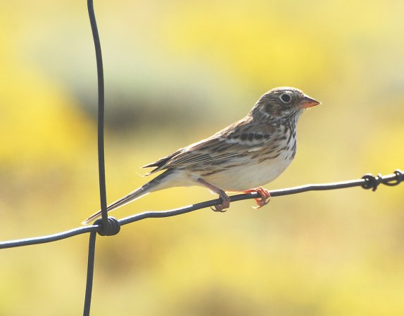 Photo (20): Vesper Sparrow