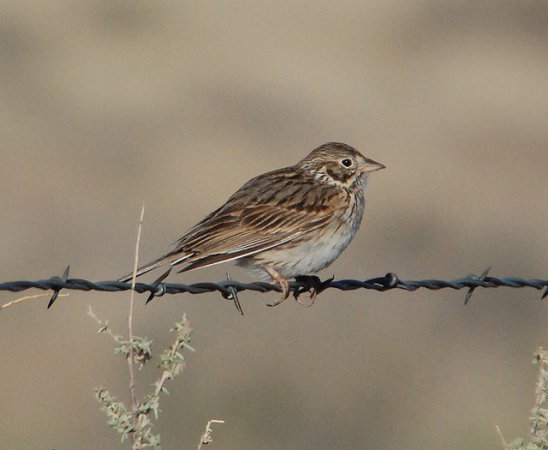 Photo (9): Vesper Sparrow