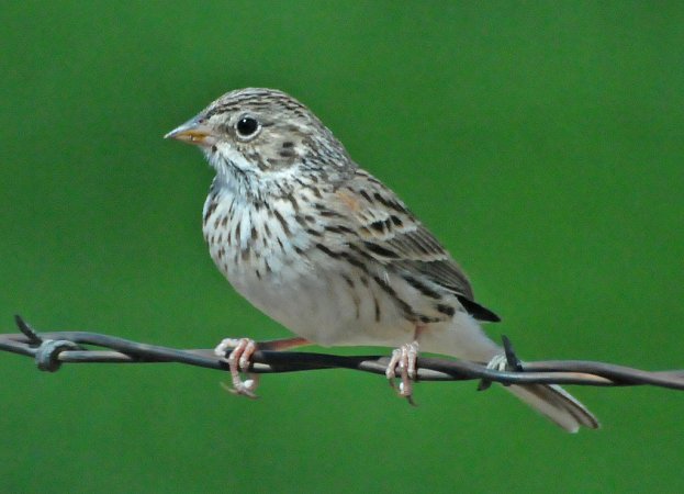 Photo (10): Vesper Sparrow