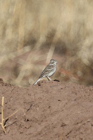 Photo (17): Vesper Sparrow