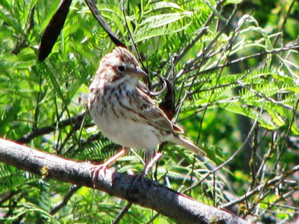 Photo (22): Vesper Sparrow