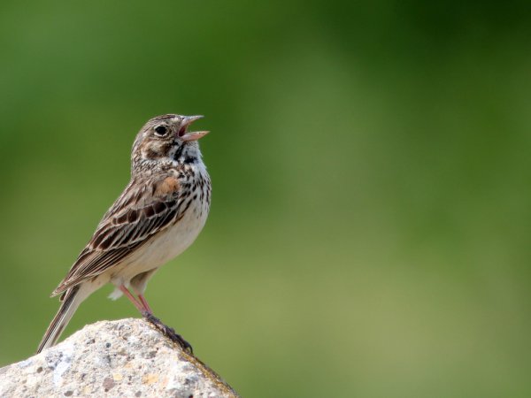 Photo (6): Vesper Sparrow