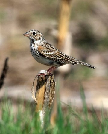 Photo (12): Vesper Sparrow