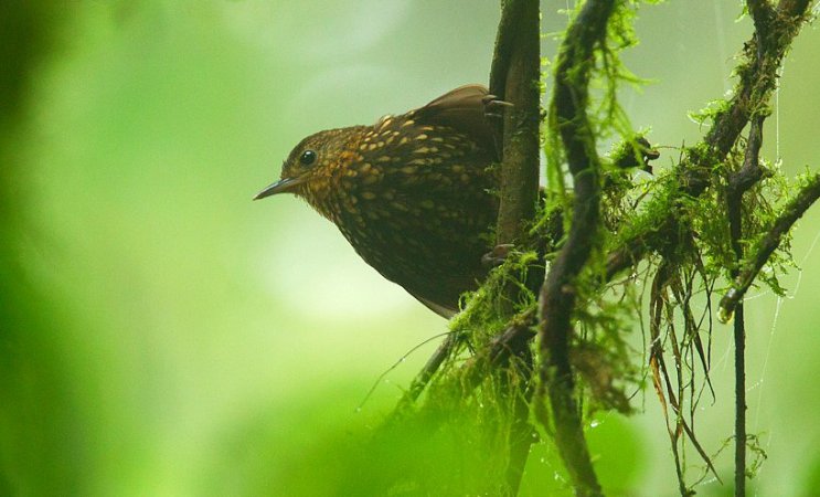 Photo (1): Spotted Barbtail