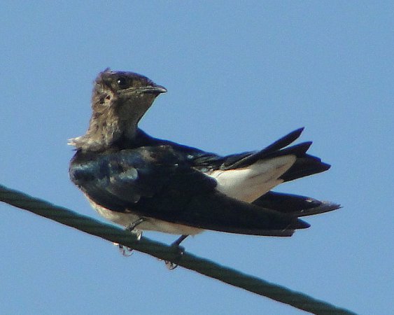 Photo (10): Gray-breasted Martin