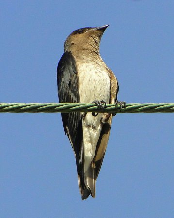 Photo (4): Gray-breasted Martin