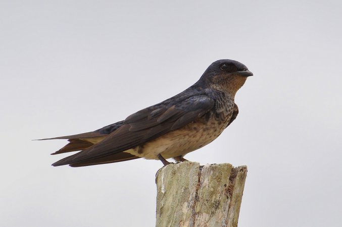 Photo (1): Gray-breasted Martin