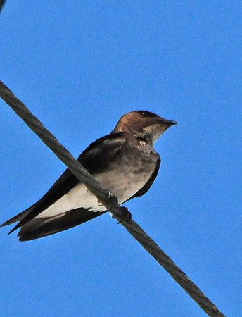 Photo (6): Gray-breasted Martin