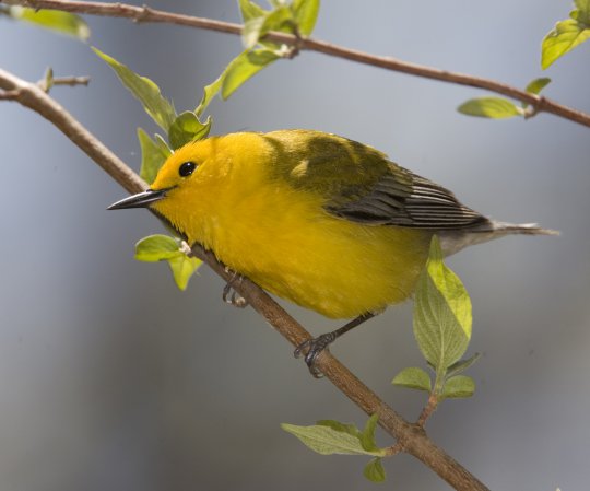 Photo (10): Prothonotary Warbler