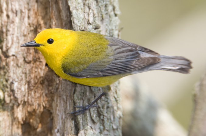 Photo (19): Prothonotary Warbler