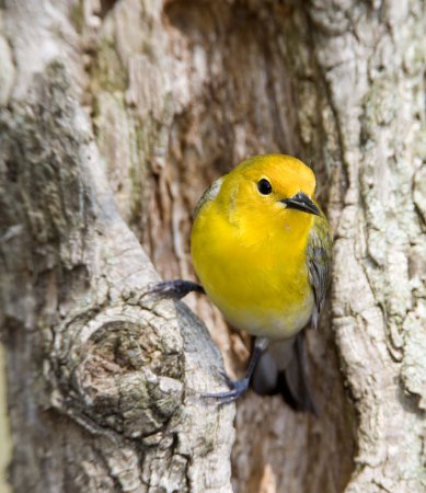 Photo (13): Prothonotary Warbler