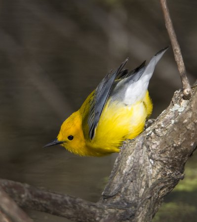 Photo (20): Prothonotary Warbler