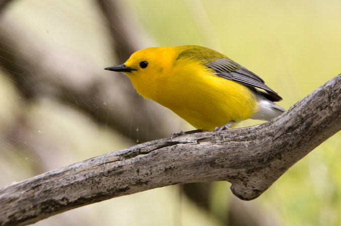 Photo (15): Prothonotary Warbler