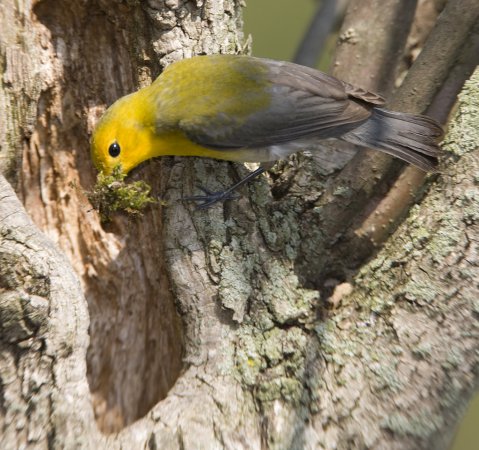 Photo (5): Prothonotary Warbler