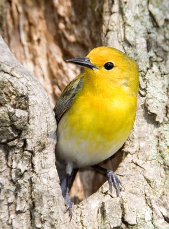 Photo (16): Prothonotary Warbler