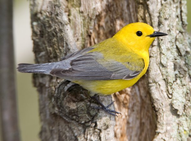 Photo (1): Prothonotary Warbler