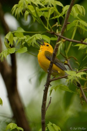 Photo (29): Prothonotary Warbler